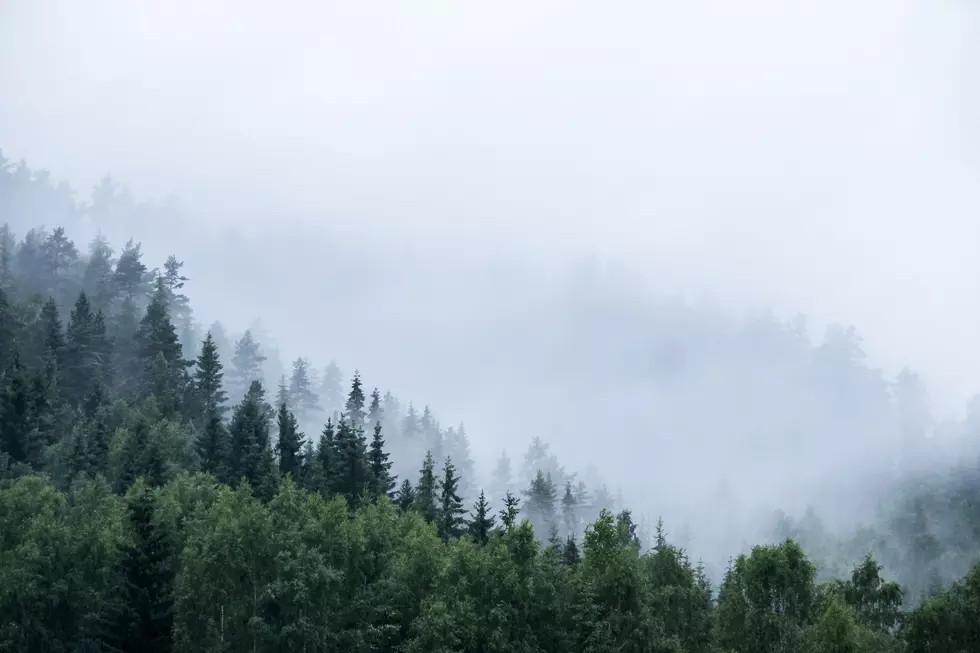pine trees on mountain in mist