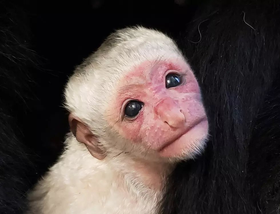 How Cute! Baby Colubus Monkey Born at Binder Park Zoo