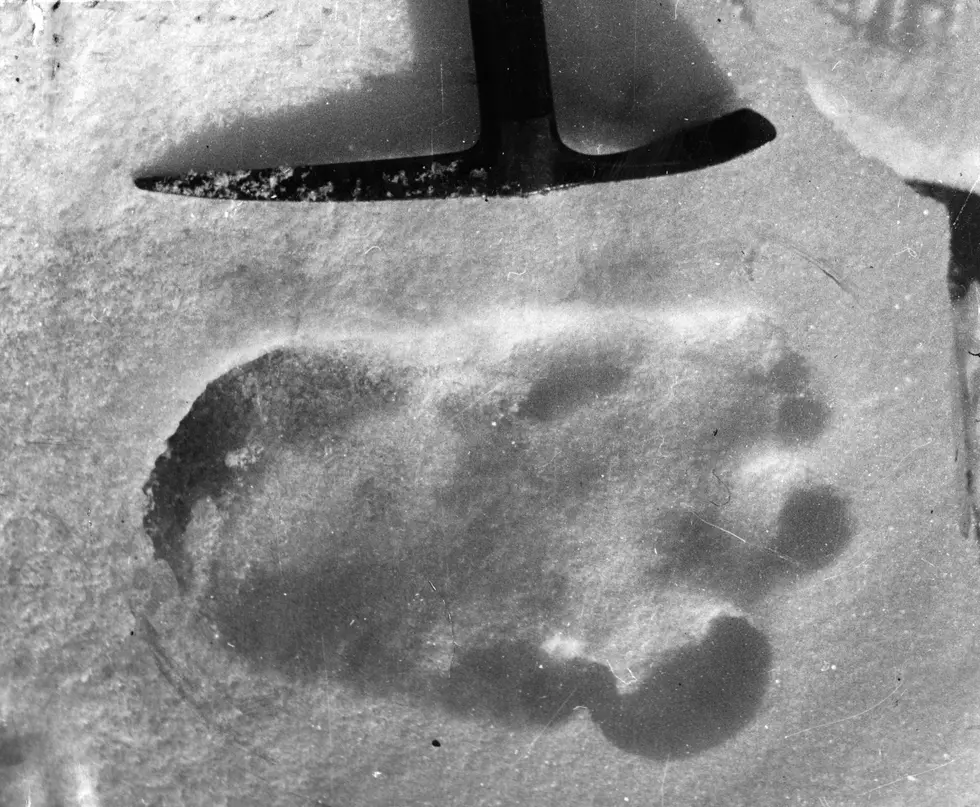 The Way Snow Fell on this Northern Michigan Tree Looks Exactly Like Bigfoot