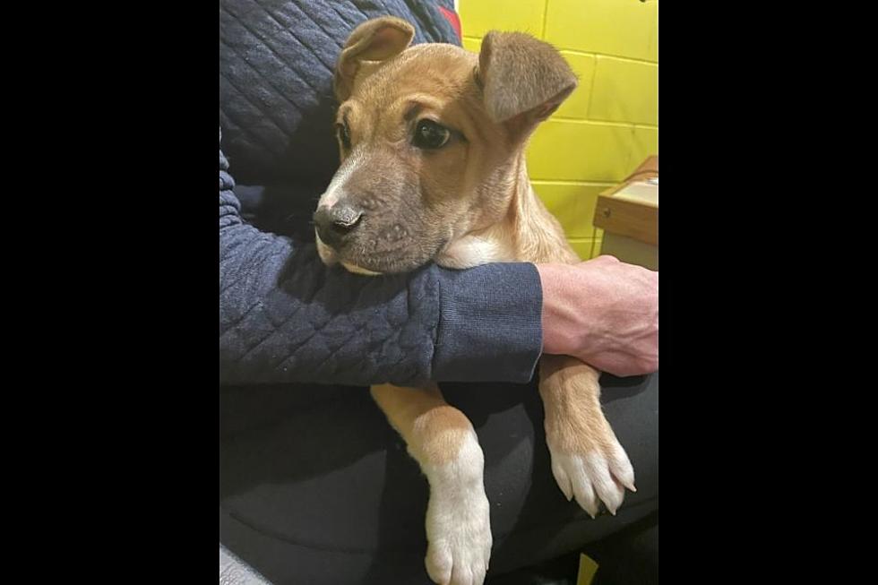 Puppy With a Rough Start Looking For Happier Home