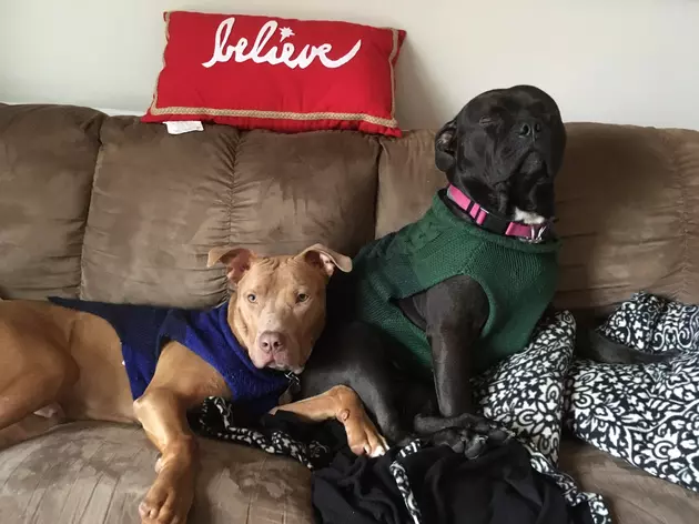 The Former Abandoned Kalamazoo Pup Has A New Best Friend