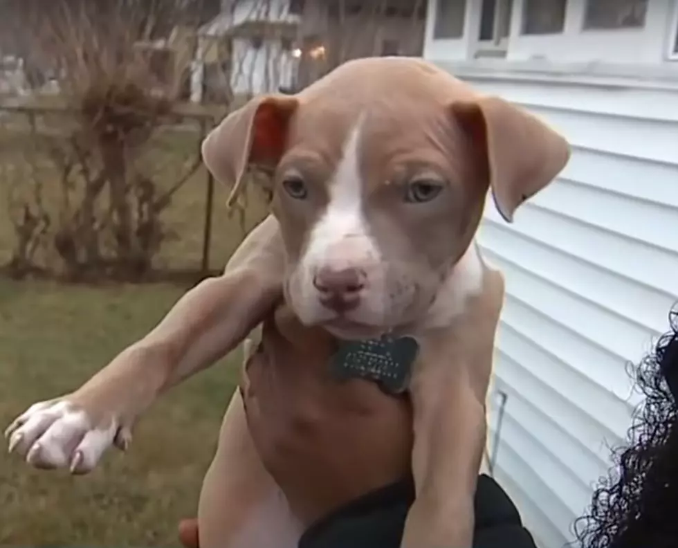 Puppy Returned After She Was Stolen By A Michigan Door Dash Driver