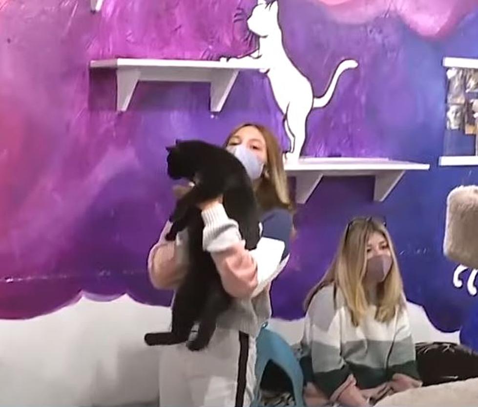 Michigan Teen Wins $50,000 And Donates It To An Animal Shelter