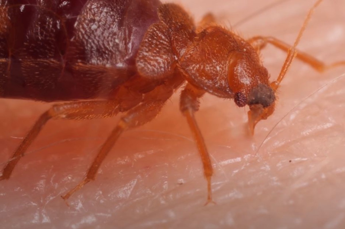 Michigan, Indiana and Ohio are Infested with Bed Bugs