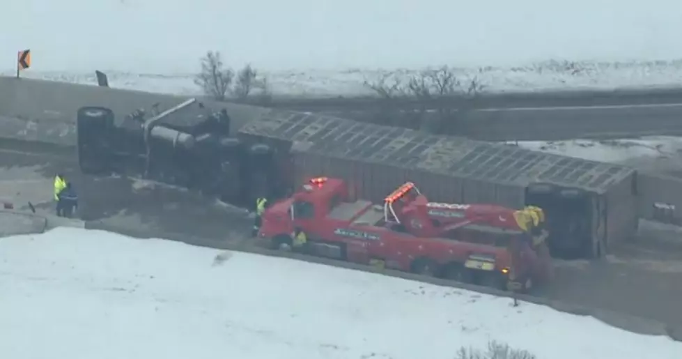 Trailer Carrying Dozens of Cows Tips Over on I-94 Near Detroit