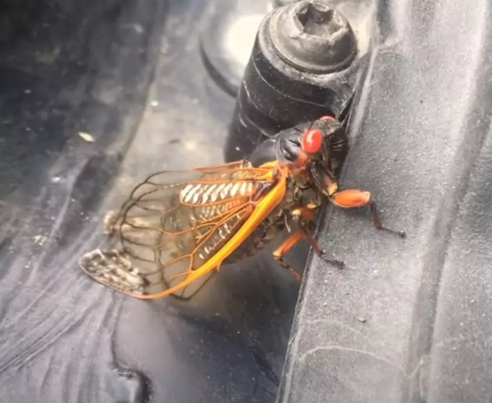 Colossal Group of Cicadas Set to Emerge This Year in Michigan