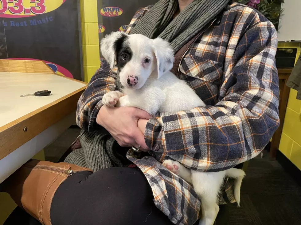 A Puppy as Sweet as Her Name, Primrose Needs Her Forever Home