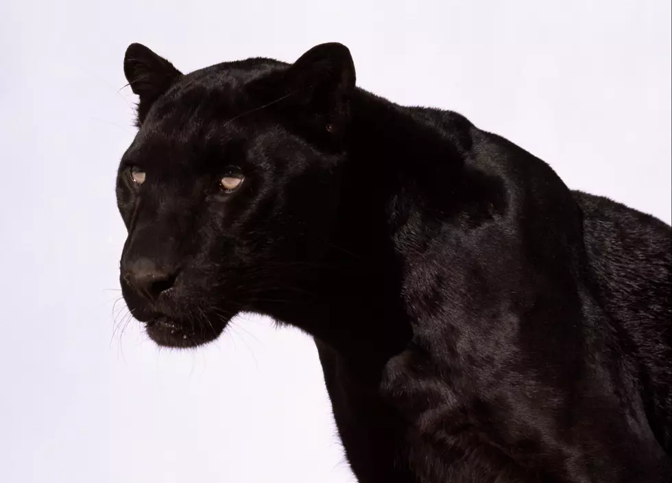 Did Someone Spot A Loose Panther In Kalamazoo?