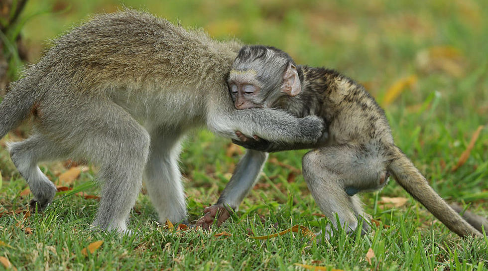 Video Footage of Multiple Monkeys Loose in Cincinnati, Ohio