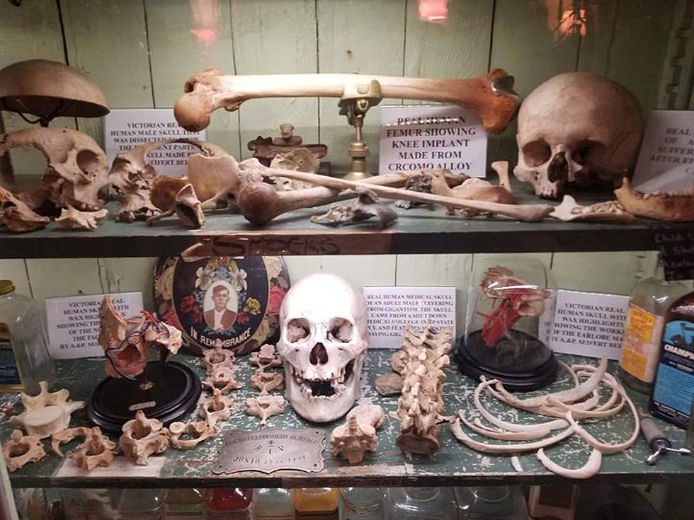 Anatomy Of Death Museum In Mt. Clemens, MI Featuring New Displays
