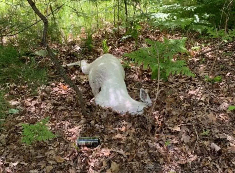 Michigan DNR Seeking Justice For Slain Lake County Albino Deer