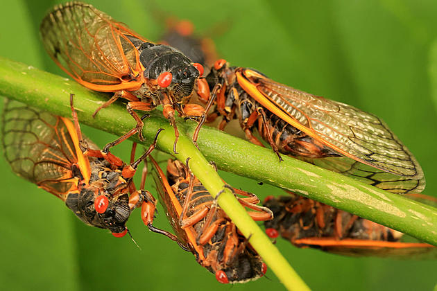 Where is the Huge Cicada Brood X Michigan Expected in 2021?