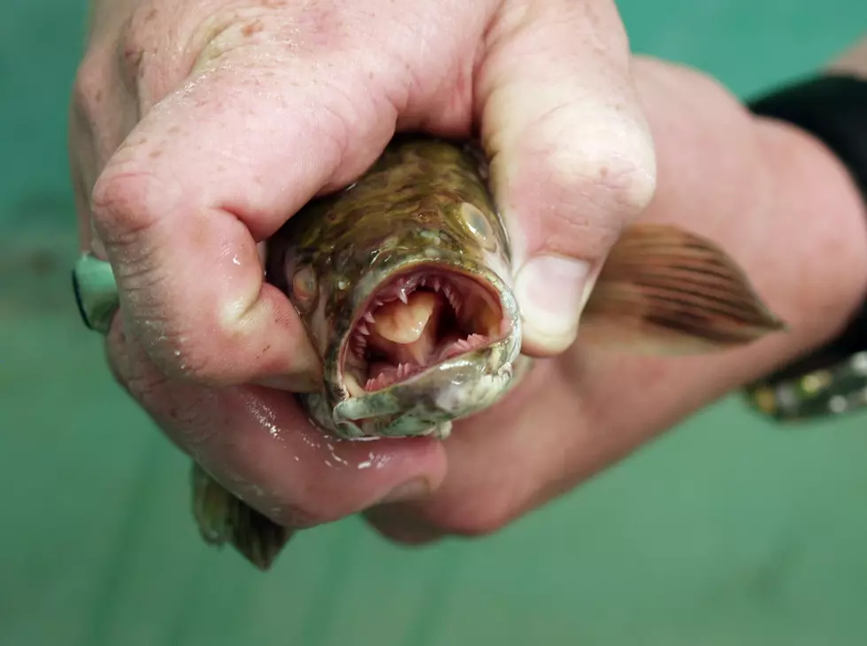 3 Creepy Creatures That Could Be Lurking in Lake Michigan