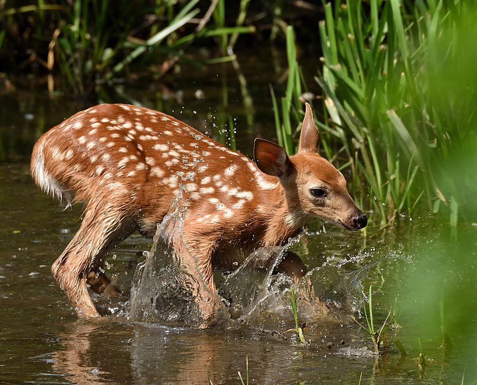 Traverse City Man Heroically Saves Baby Deer From Drowning