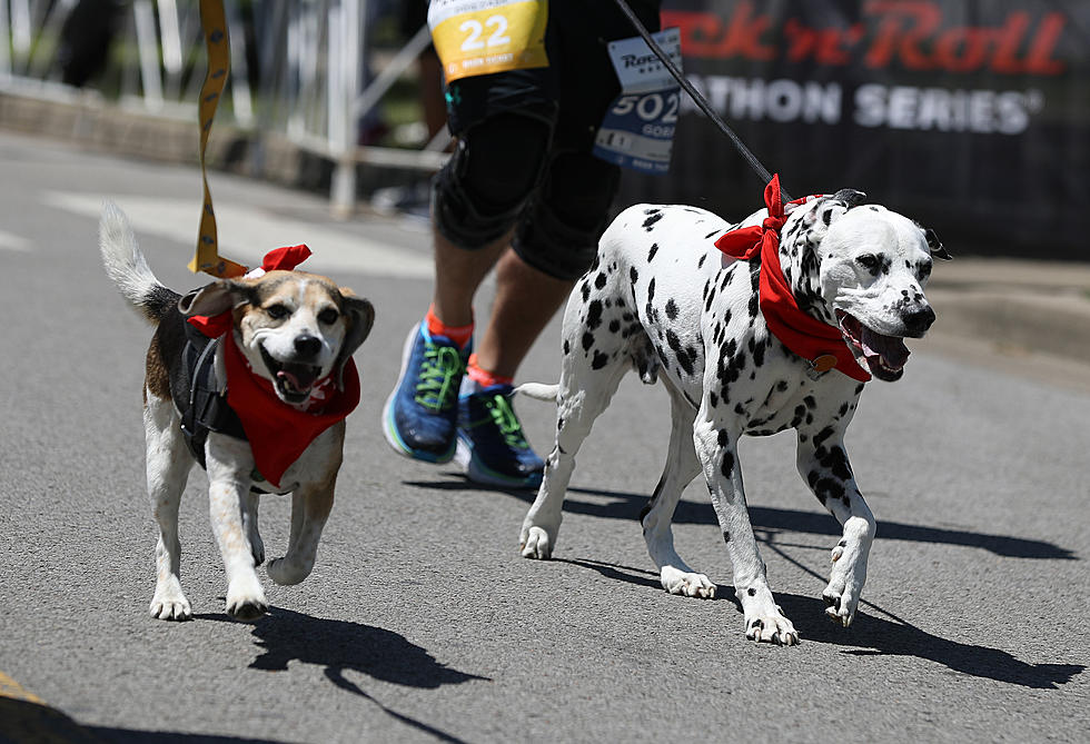 The SPCA&#8217;s 5k Doggie Dash Returns This September for its 11th Year