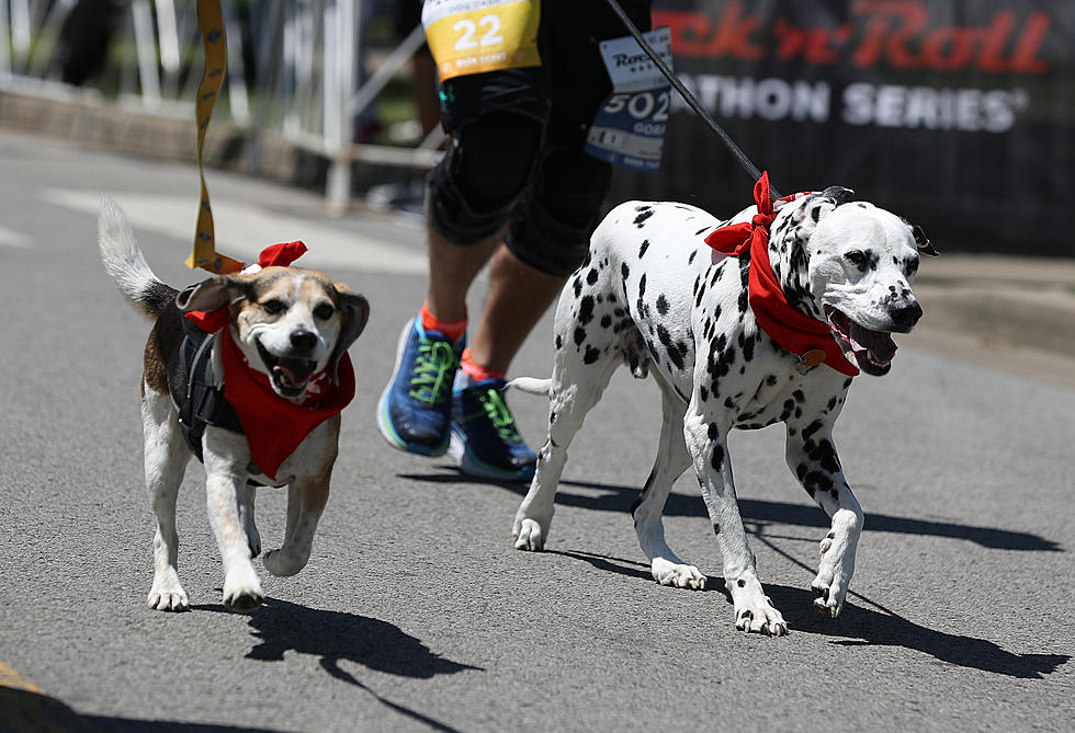 The SPCA’s 5k Doggie Dash Returns This September for its 11th Year