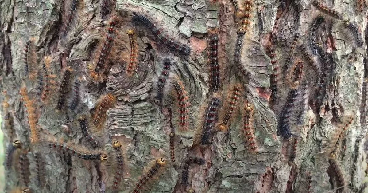 Michigan's Gypsy Moths How To Rid The Pesky Pest From Your Trees