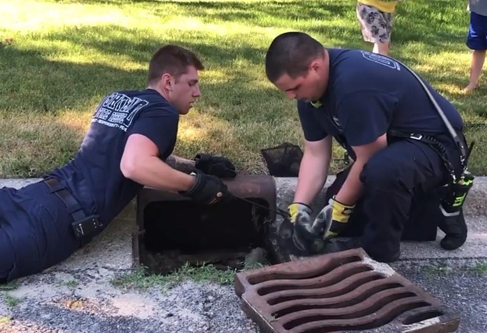 Oshtemo Fire Department Heroically Saved 8 Ducklings Trapped In Storm Drain