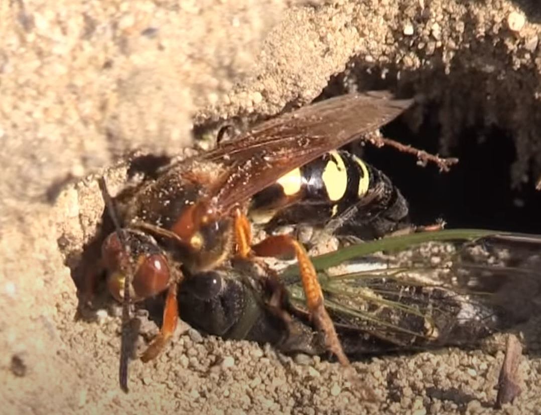 cicada killer wasps
