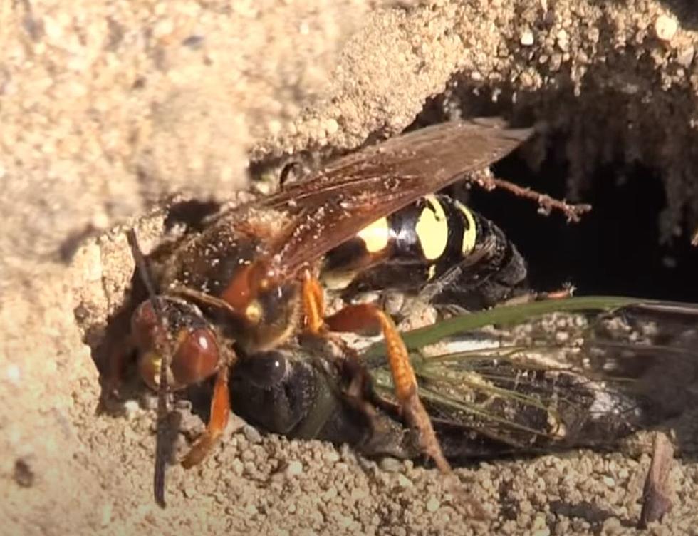 5 Fun Facts About Cicada Killer Wasps in Michigan