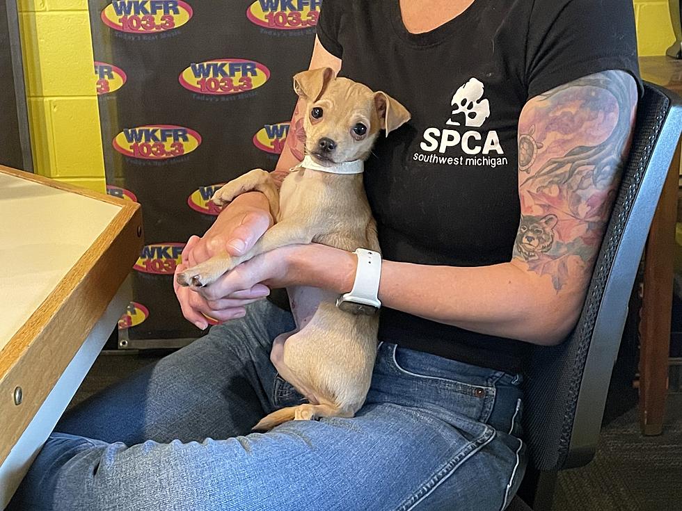 Tiny Pup, Porsche, Is Hoping to Wiggle Her Way Into Your Heart