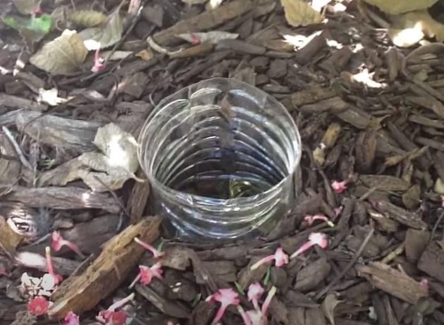 Earwigs Grossing You Out? Try This Homemade and Effective Trap