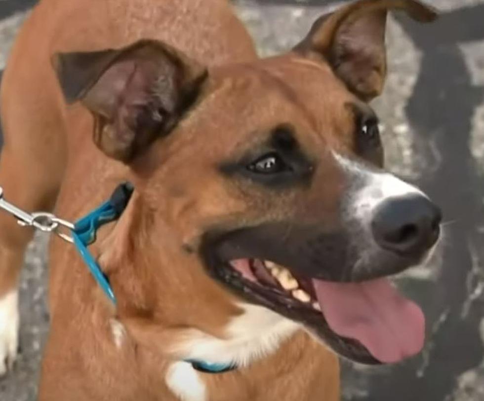 Michigan Dog Comes Back Home 4 Years After He Was Stolen