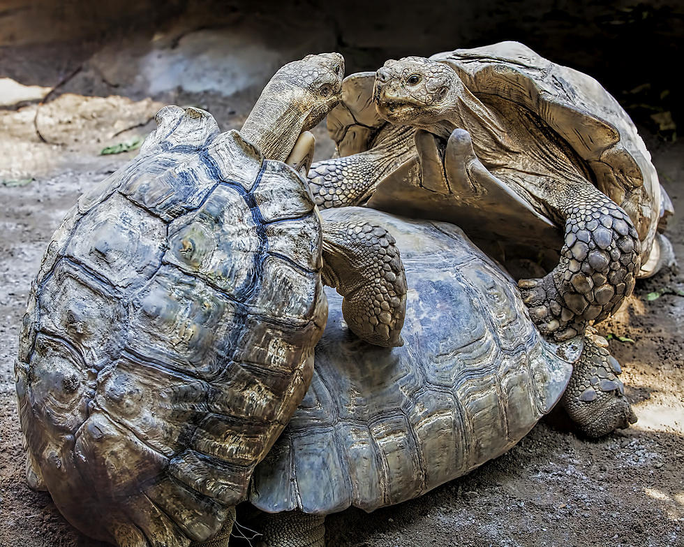 Michigan Man Walks Out of Pet Store with Tortoises in His Pants