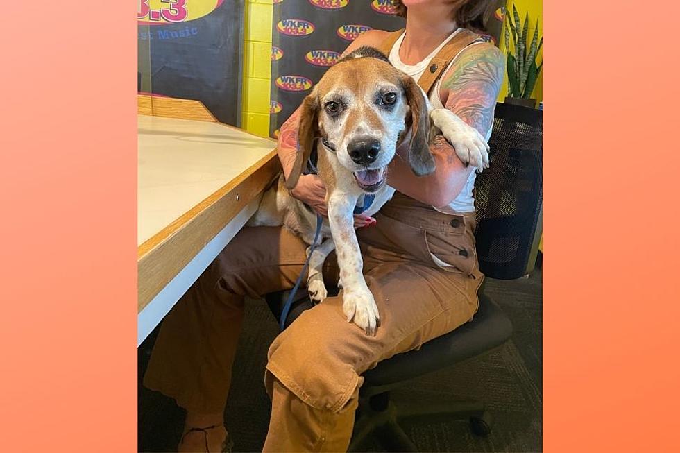 Is There Room in Your Home for This Bouncy Beagle, Kimball?