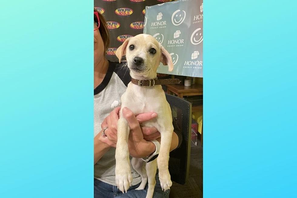 Ginger the Smiling Puppy Hopes to Bring Joy to Your Home