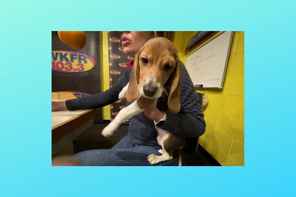 4 Month Old Beagle, Rescued From Research Lab, Needs New Home
