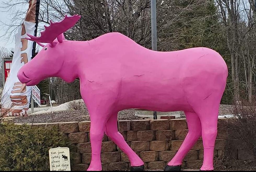 This Pink Moose At Moose du Nord In Michigan Is A Local Legend