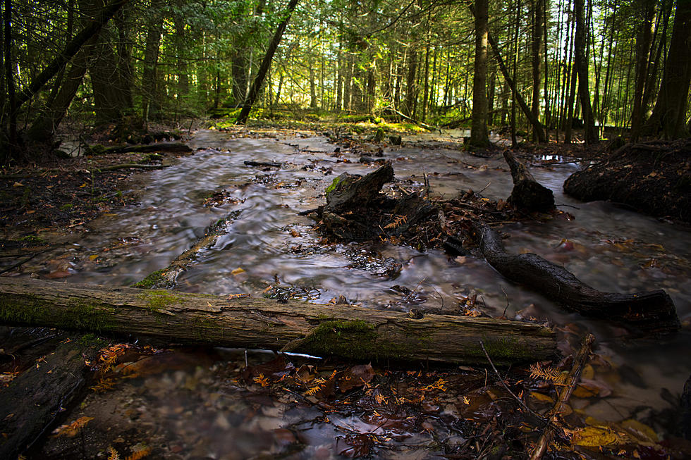 Man Breaks Into Williamsburg, Michigan Home, Gets Lost in Woods