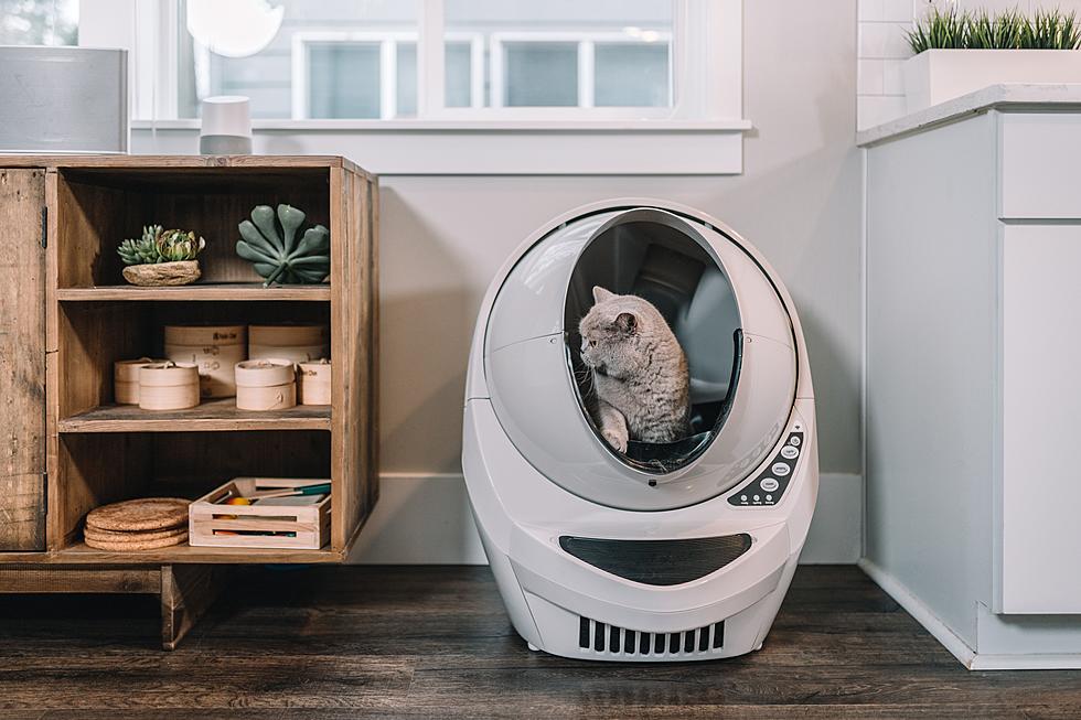Photo by Litter Robot on Unsplash