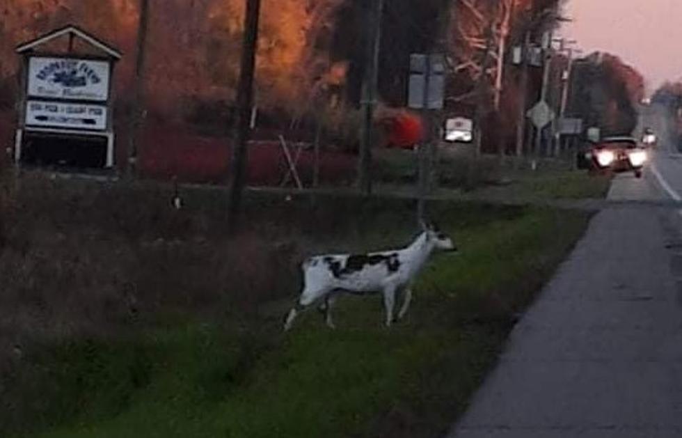 Piebald Deer Spotted In Paw Paw, Michigan