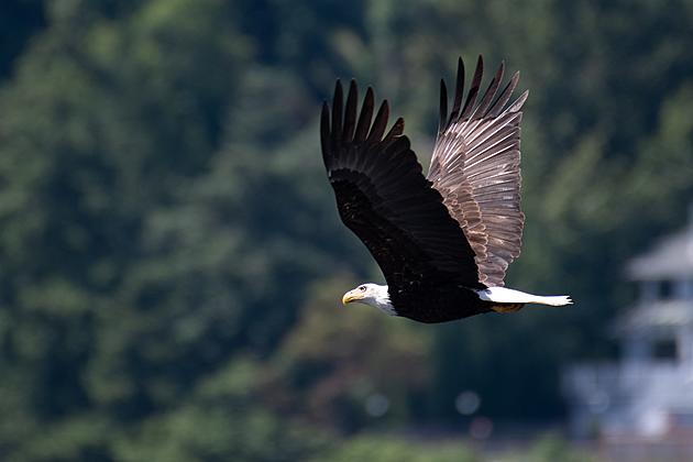 Here&#8217;s Where You Can Safely Spot Bald Eagles&#8217; Nests in Portage