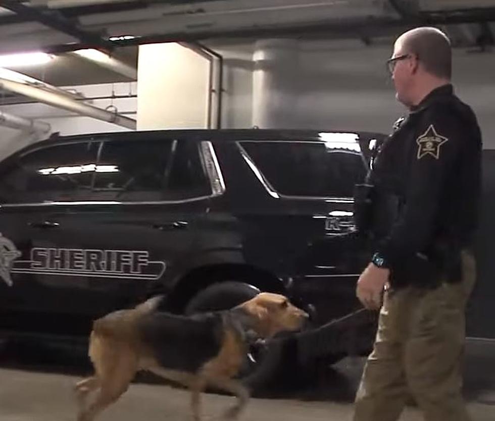 Search Dogs Found Missing Elderly Indiana Man on Christmas Day