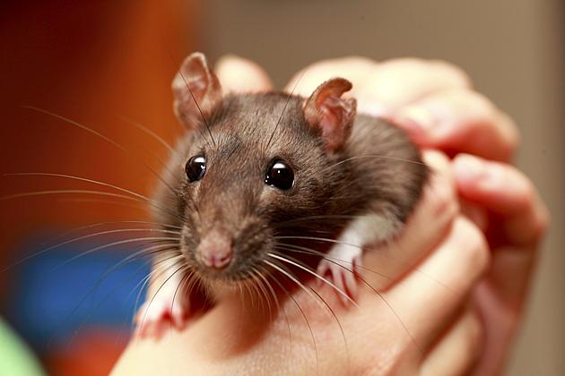 Did You Know There Was a Rat Bounty in Michigan Until Recently?