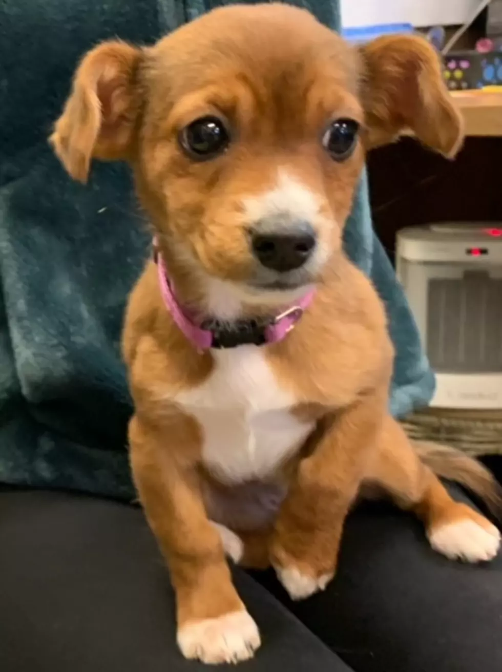 Via/ SPCA of SW Michigan