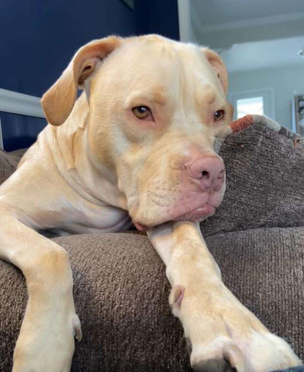 Adorable Dog Was Best Man at Michigan Wedding