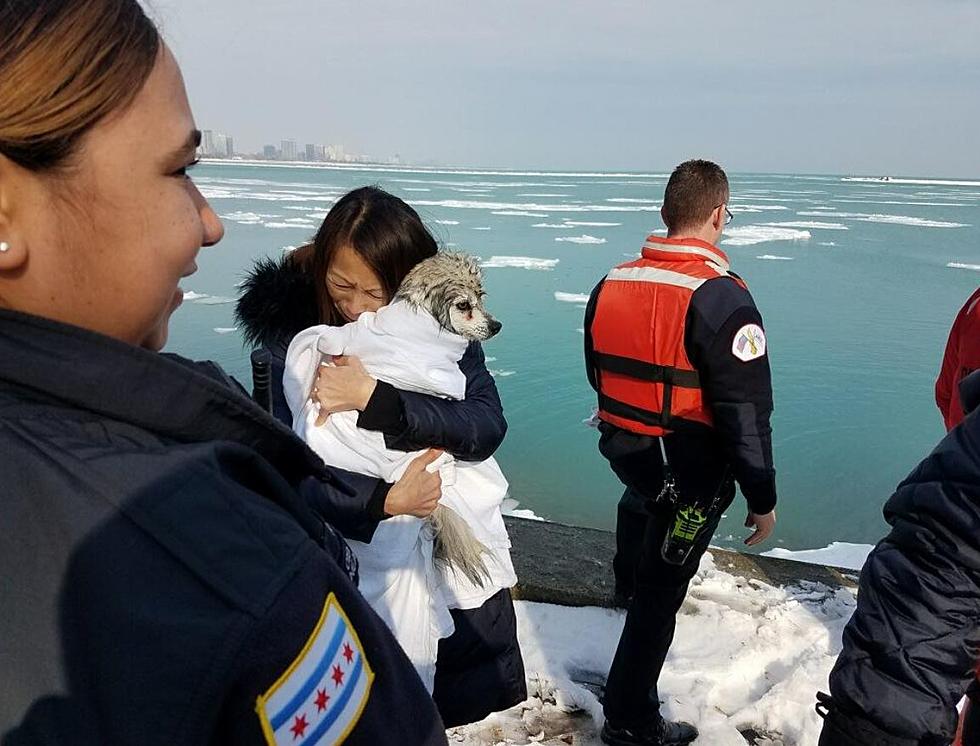 Chicago PD and FD Team Up to Save Dog From Frozen Lake Michigan