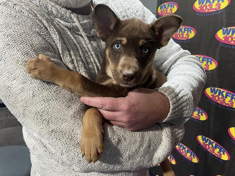 Blue-Eyed Lexis, 8 Weeks Old, is a Perfect Fit for Any Family