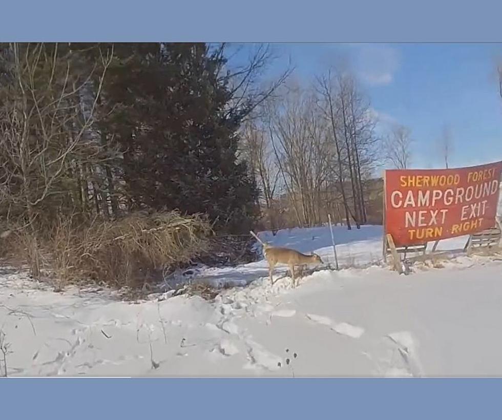 Michigan State Trooper Saves Deer on Video Near Olivet, Michigan