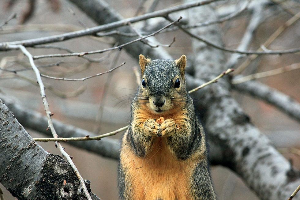 Did You Know We Have Flying Squirrels in Michigan?