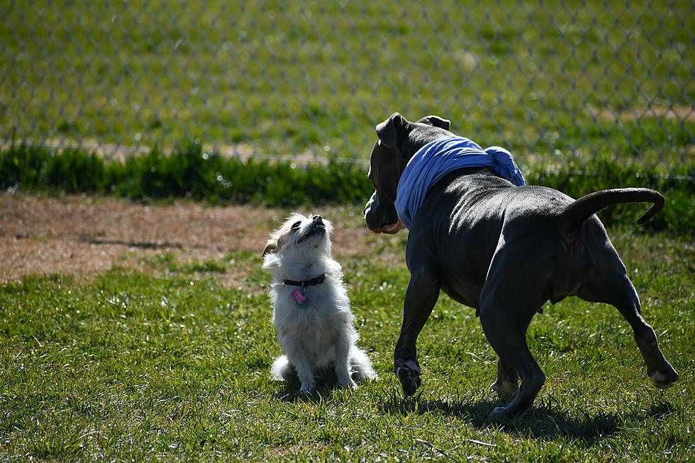 Here&#8217;s A List of Free Dog Parks Near Battle Creek