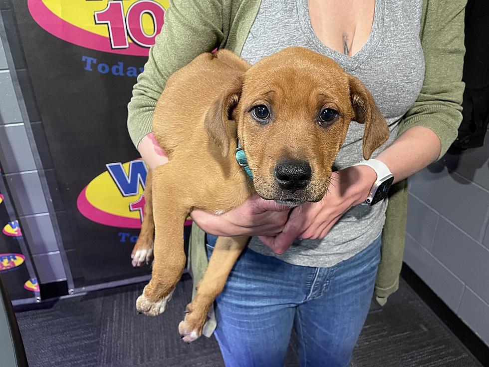 Gia, With Perfected Puppy Dog Eyes, Is Ready to Be Adopted