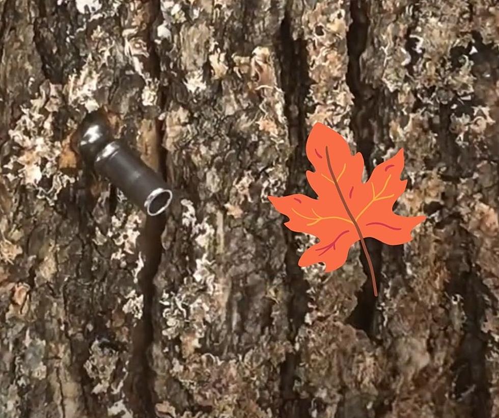 March is Maple Syrup Season in Michigan