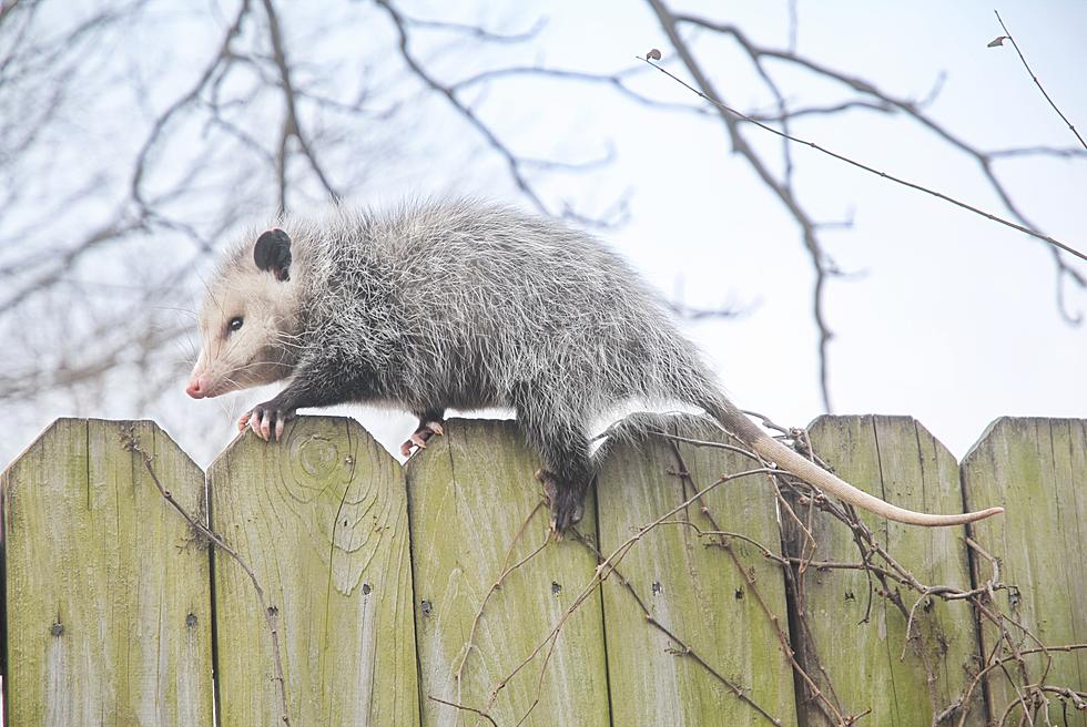 This Wild Opossum Won the Hearts of Thousands of Michiganders