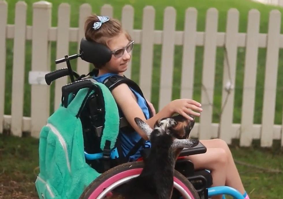 All Ages, Abilities Welcome at This Inclusive Holland Animal Farm