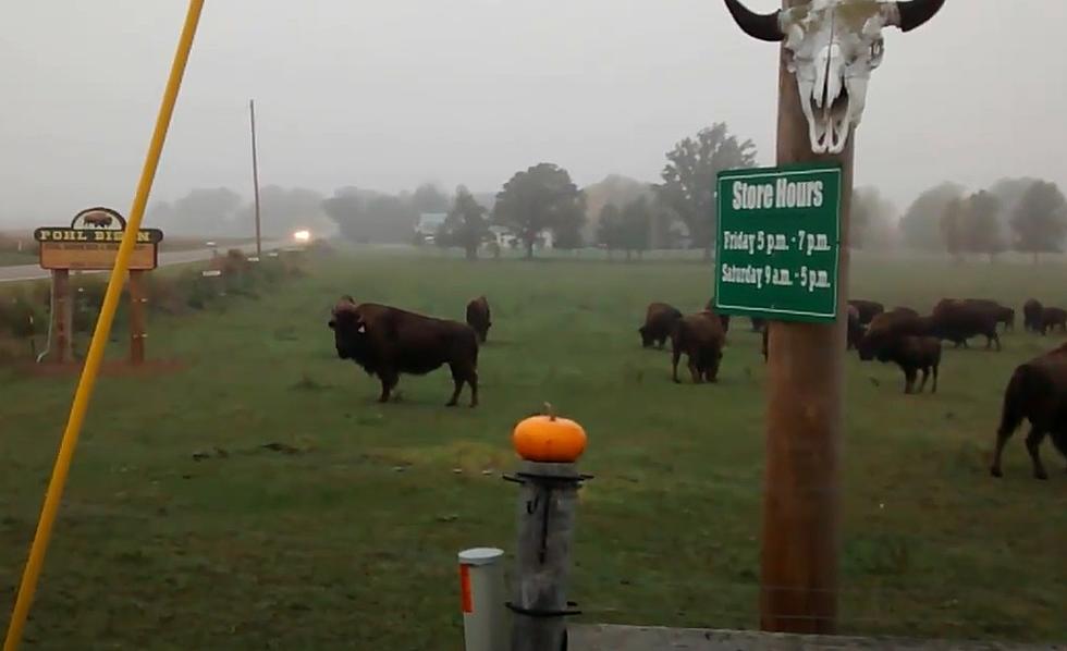 Live Out Your &#8216;Yellowstone&#8217; Fantasy at This Michigan Bison Ranch and B&#038;B